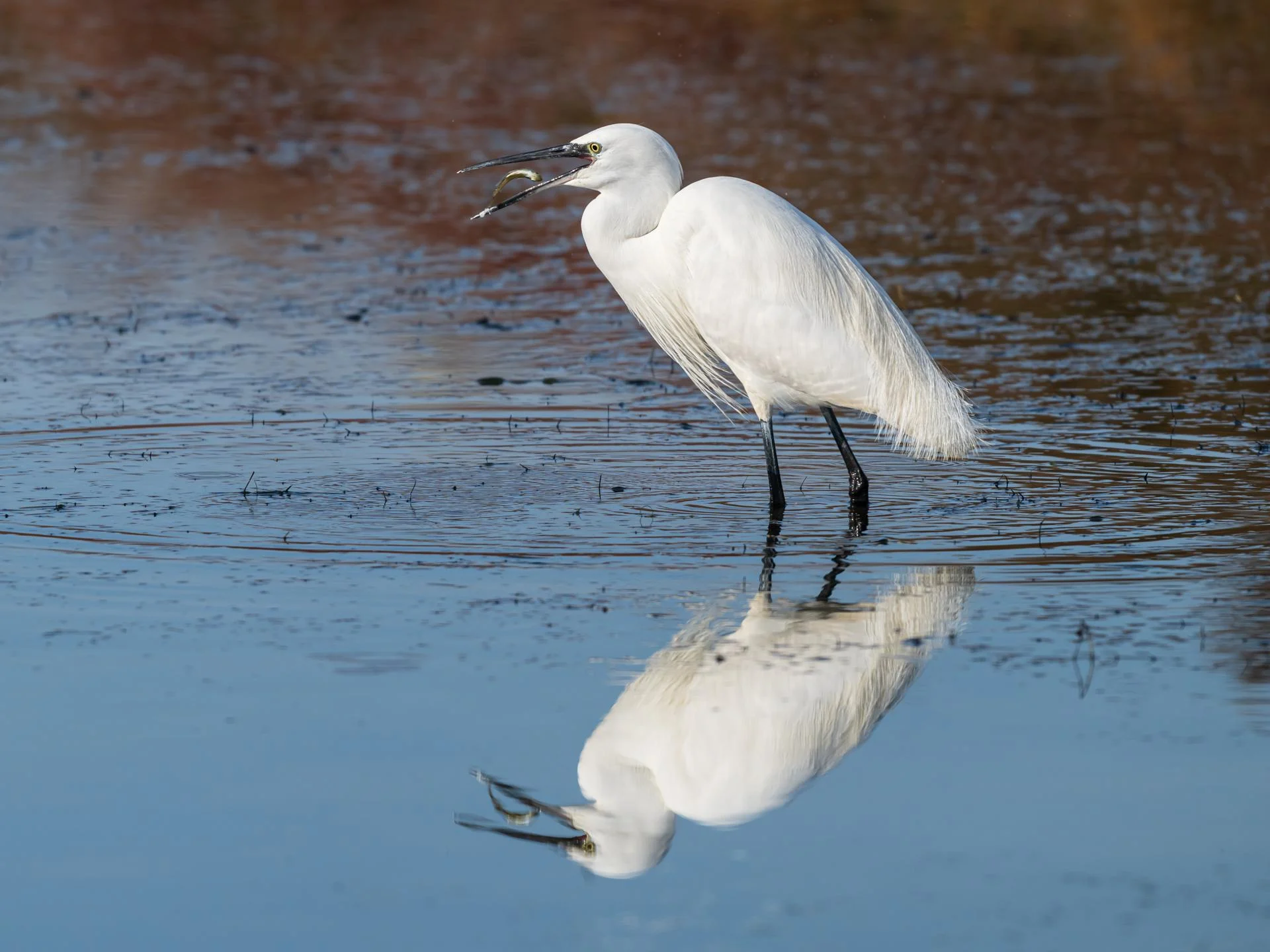 Bert h aigrette garzette au dejeuner