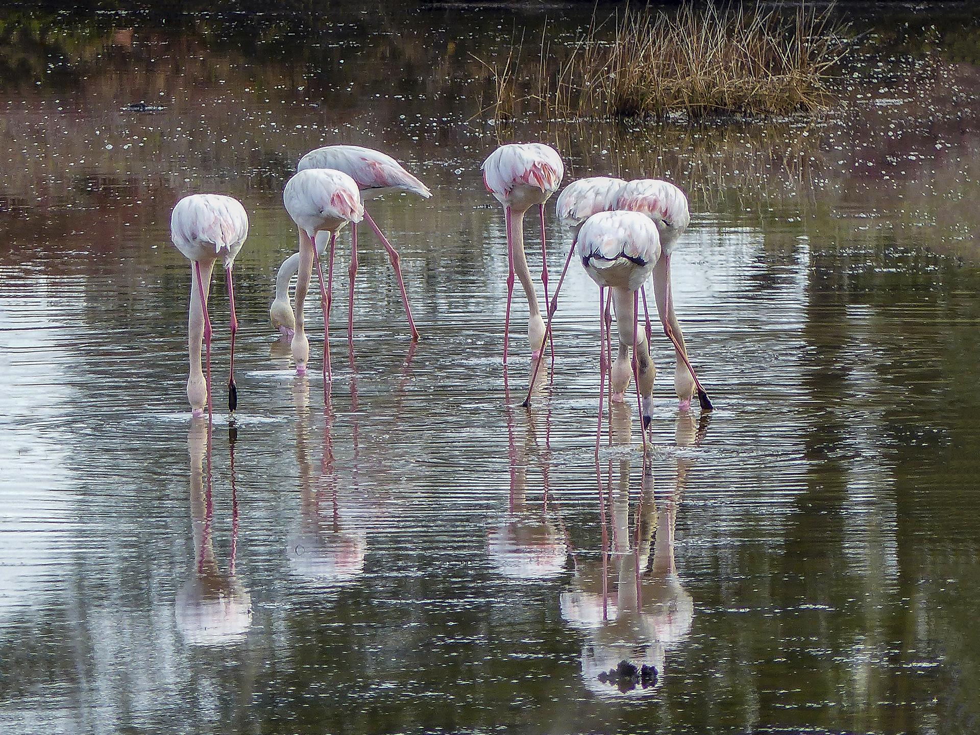 Evelyne t les flamants